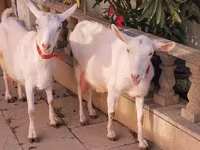 Dişi keçi, Saanen goat — foto 1