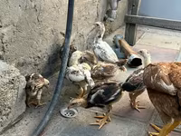 Chickens — 5-сурет