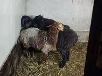 Schaf, Hissar sheep — Foto 1