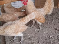Sebright — Foto 4