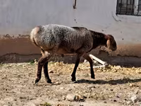 मेढ़ा, भेड़ — फ़ोटो 6