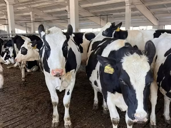 Kuh, Holstein-Rasse