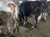 Kuh, Holstein-Rasse — Foto 7