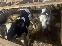 Bulle, Russian Black pied cattle — Foto 2