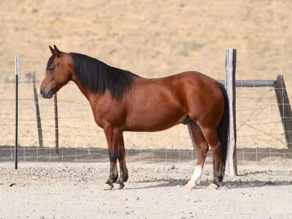 At, Quarter Horse