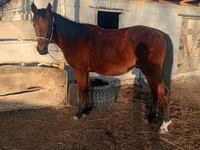 Айғыр, Anglo-Arabian — 5-сурет