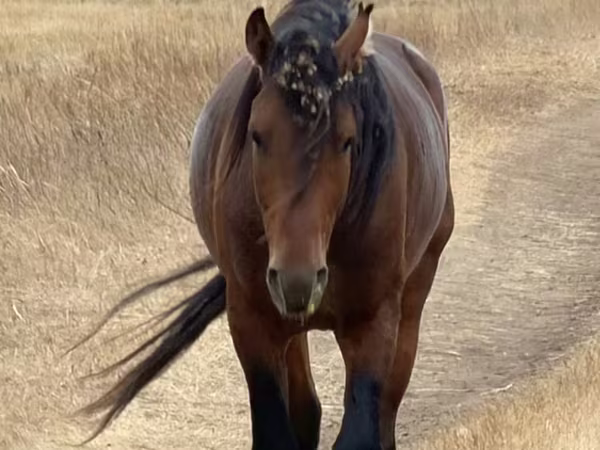 Aygʻir, Kazakh horse