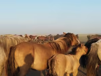 حصان, الخيول — الصورة 1