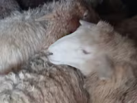 Ram, Sheep — photo 2