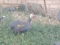 بيرل غري — الصورة 1
