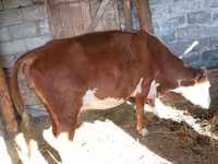 母牛, Latvian Blue cattle — 照片 1