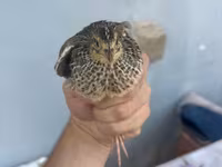 Quails — الصورة 2