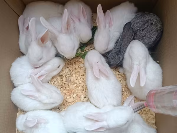 Dovşan yemləri 1-kilosu 2azn Balaca paçka 1-azn Dovşan balaları 5azn