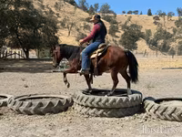 Hengst, Quarter Horse — Foto 8