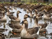 Geese — الصورة 6