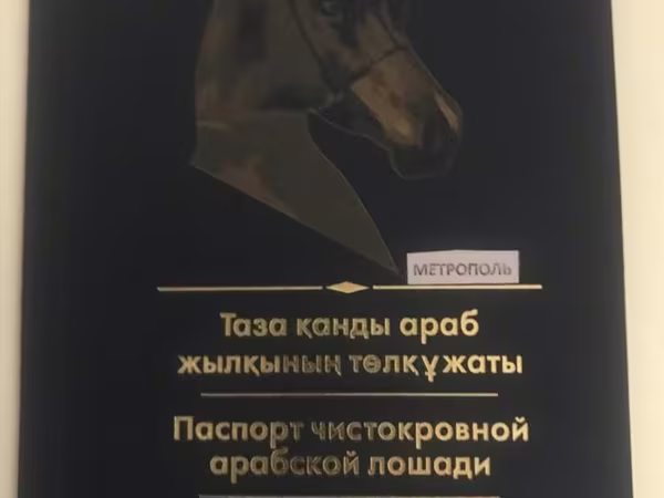 Aygʻir, Arabian horse