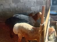 Keçilər (partiya, cinsi göstərilməyib), Keçilər — foto 3