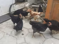 Chickens — 2-rasm