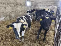 Bulle, Russian Black pied cattle — Foto 4