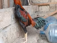 Chickens — Foto 2