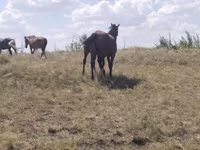 Stute, Kazakh horse — Foto 2