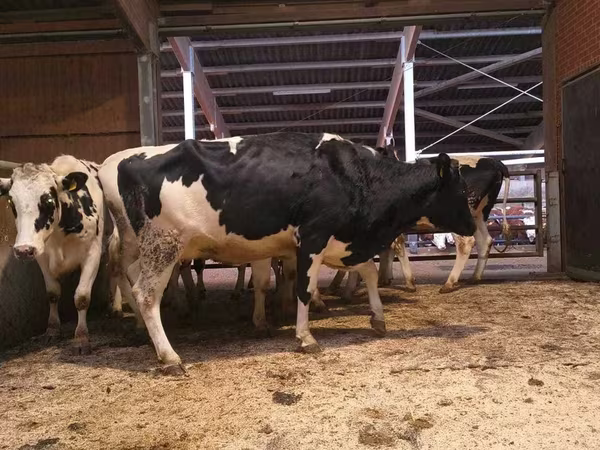 Kuh, Holstein-Rasse