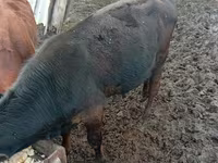 Buğa, Russian Black pied cattle — foto 4