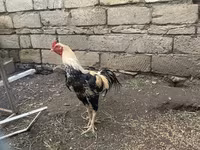Chickens — Foto 1