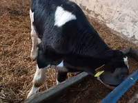 Bulle, Russian Black pied cattle — Foto 7