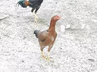 Silverudd Blue — Foto 5