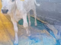 Bulle, Swiss cattle — Foto 8