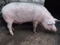 Eber, Schweine — Foto 2