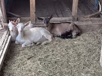 Ziege, Saanen goat — Foto 7