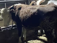 Buğa, Latvian Blue cattle — foto 5