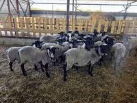 母羊, Romanov sheep — 照片 5