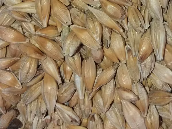 Vindem ORZ. /
