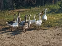 Geese — फ़ोटो 2