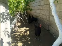 أوسترالورب — الصورة 3