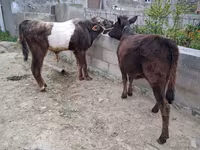 Toro, Ganado vacuno — foto 4