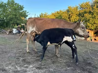 Kuh, Latvian Blue cattle — Foto 2