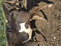 Toro, Ganado vacuno — foto 8