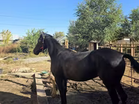 Toychoq, Arabian horse — 3-rasm