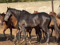 Horse (M), Orlov Trotter — photo 4