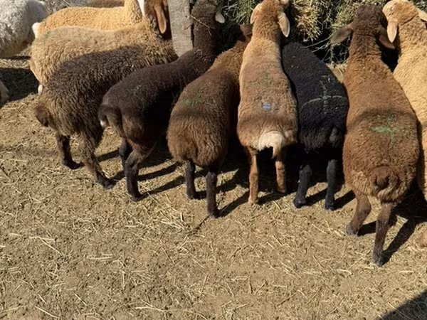 Ovejas (lote, sexo no especificado), Ovejas