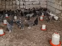 Chickens — 照片 1