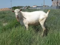 Ziege, Saanen goat — Foto 3