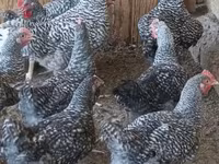 Chickens — foto 1