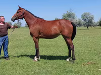 Stute, Arabian horse — Foto 1