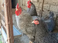 بليموث روك — الصورة 4