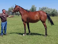 Stute, Arabian horse — Foto 4